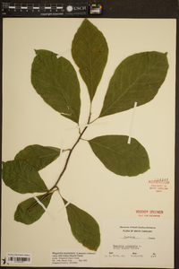 Magnolia acuminata image