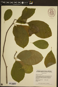 Magnolia acuminata image