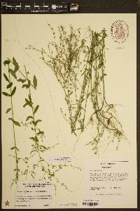 Linum virginianum image