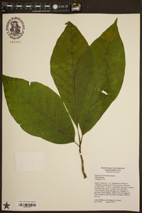 Magnolia acuminata image