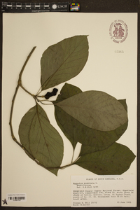 Magnolia acuminata image