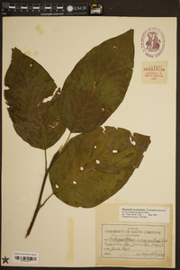 Magnolia acuminata image