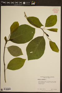 Magnolia acuminata image
