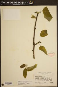 Magnolia acuminata image