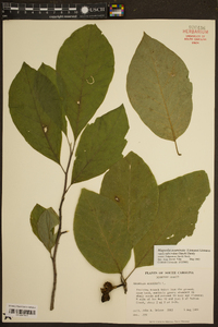 Magnolia acuminata image