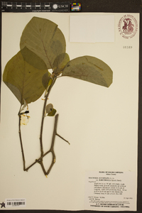 Magnolia acuminata image