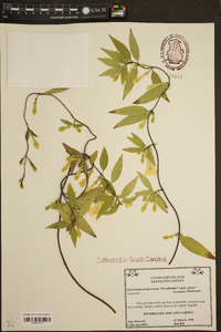 Gelsemium sempervirens image