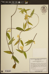 Gelsemium sempervirens image