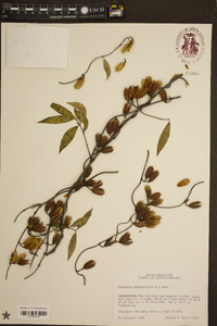 Gelsemium sempervirens image