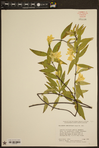 Gelsemium sempervirens image