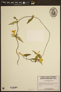 Gelsemium sempervirens image