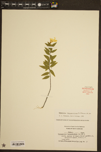 Gelsemium sempervirens image