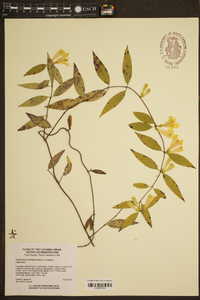 Gelsemium sempervirens image