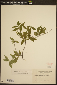 Gelsemium sempervirens image