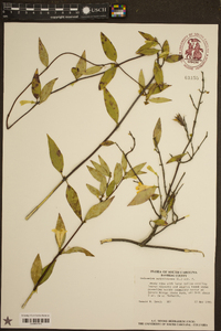 Gelsemium sempervirens image