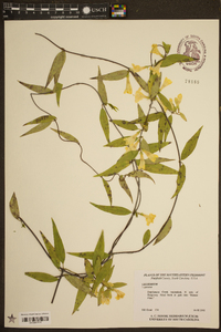 Gelsemium sempervirens image