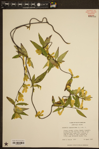 Gelsemium sempervirens image