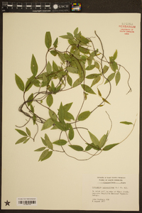 Gelsemium sempervirens image