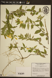 Gelsemium sempervirens image