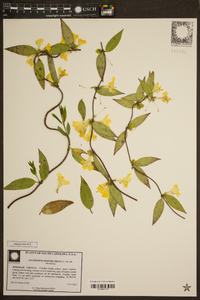 Gelsemium sempervirens image