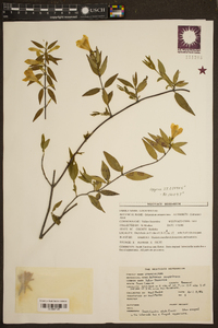 Gelsemium sempervirens image