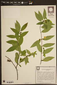 Gelsemium sempervirens image