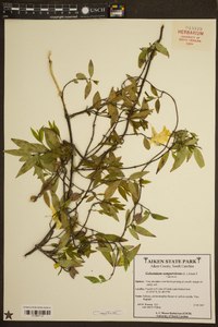 Gelsemium sempervirens image