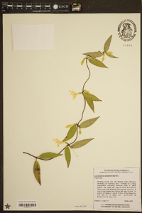 Gelsemium sempervirens image