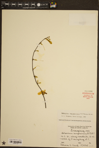 Gelsemium sempervirens image