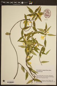 Gelsemium sempervirens image