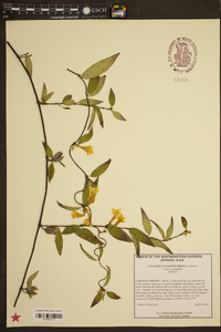 Gelsemium sempervirens image