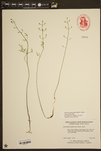 Bartonia paniculata image