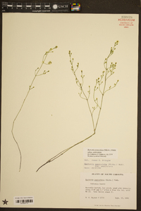 Bartonia paniculata image