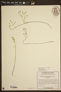 Bartonia paniculata subsp. paniculata image