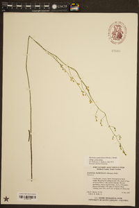 Bartonia paniculata subsp. paniculata image