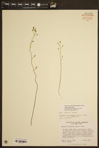 Bartonia paniculata image