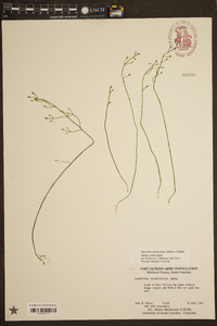 Bartonia paniculata subsp. paniculata image