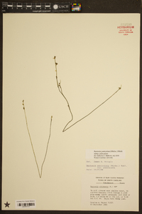 Bartonia paniculata subsp. paniculata image