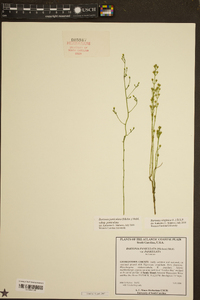 Bartonia paniculata image