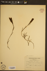 Gentiana autumnalis image