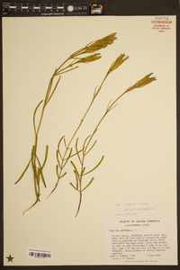 Gentiana autumnalis image