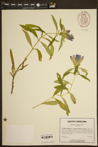 Gentiana saponaria image