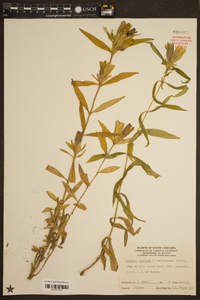 Gentiana saponaria image