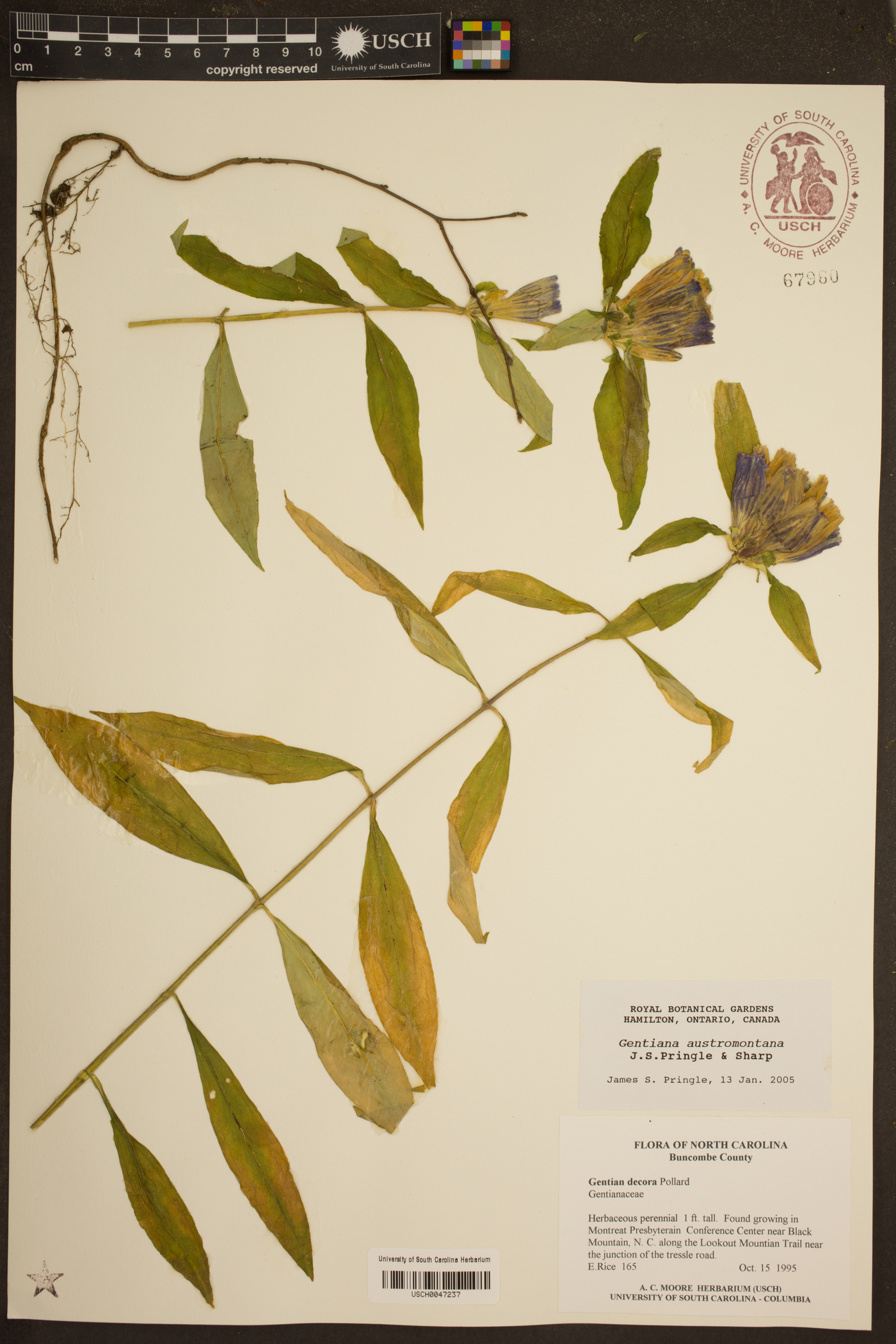 Gentiana austromontana image