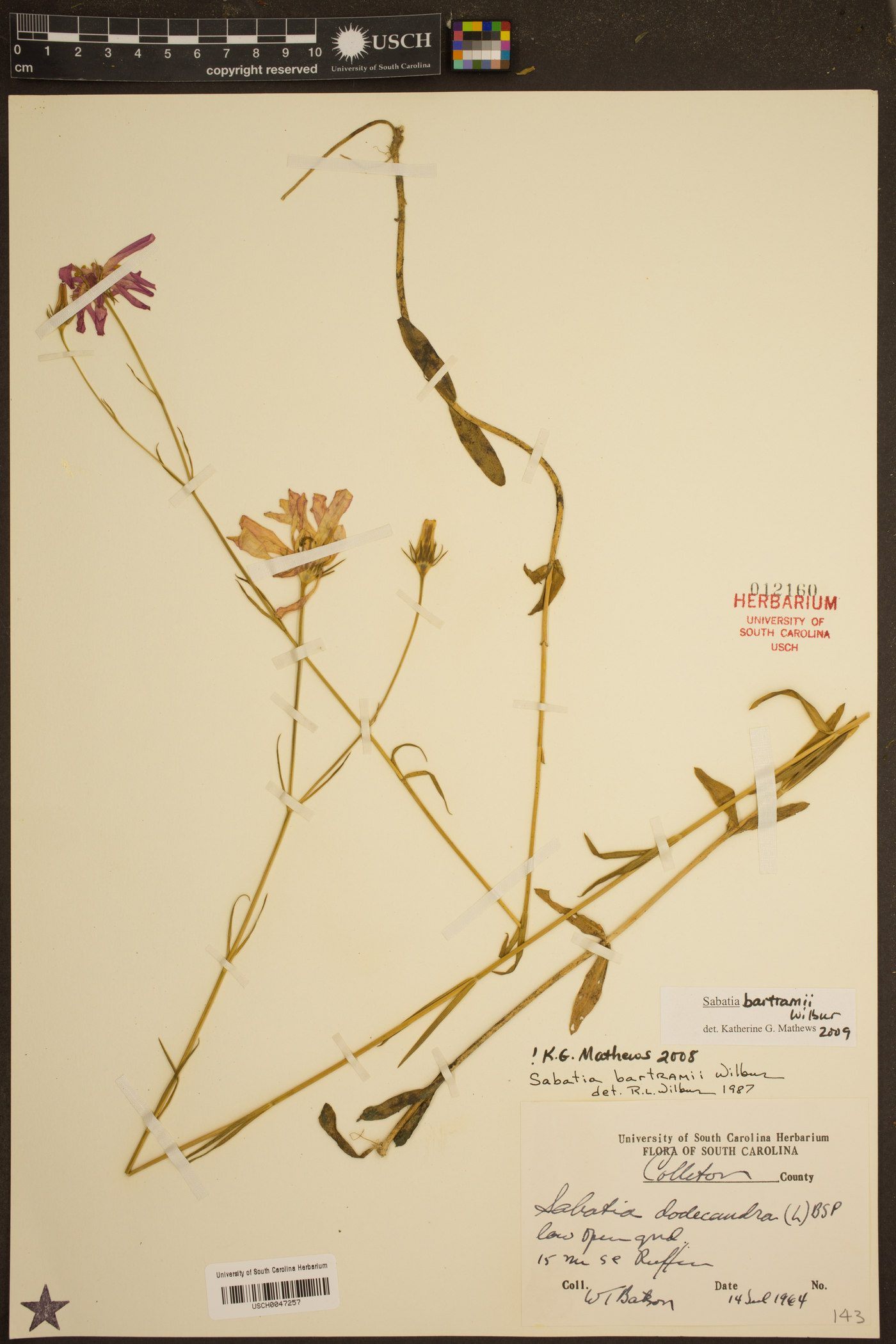 Sabatia bartramii image