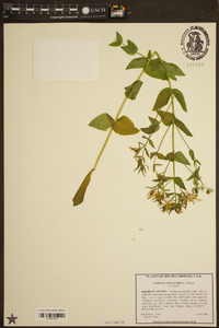 Sabatia angularis image