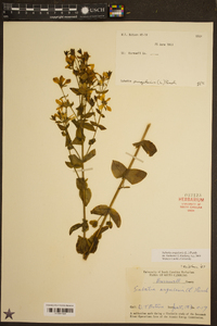 Sabatia angularis image