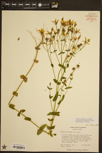 Sabatia angularis image