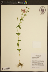 Sabatia angularis image