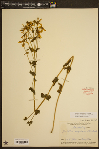 Sabatia angularis image